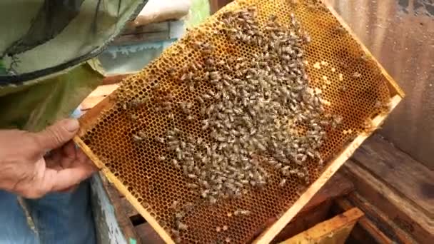 養蜂家は巣から蜂とフレームを取り それを調べます 有機蜂蜜の生産 — ストック動画