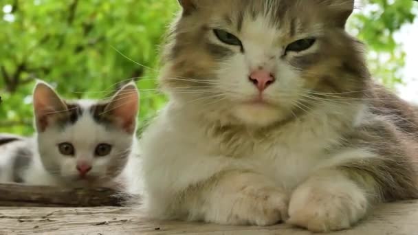 庭には子猫のいる黒と白のふわふわの猫が座っています 子猫は猫の後ろに隠れている 路上のペット — ストック動画