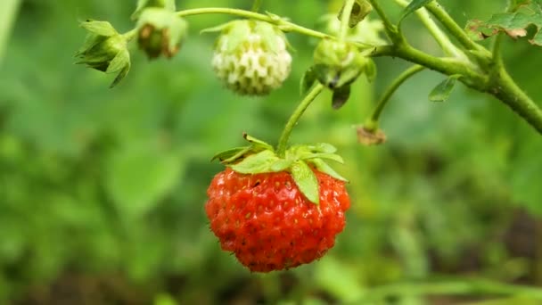 庭の茂みの上にイチゴを熟す 夏に成長し収穫する果実 — ストック動画