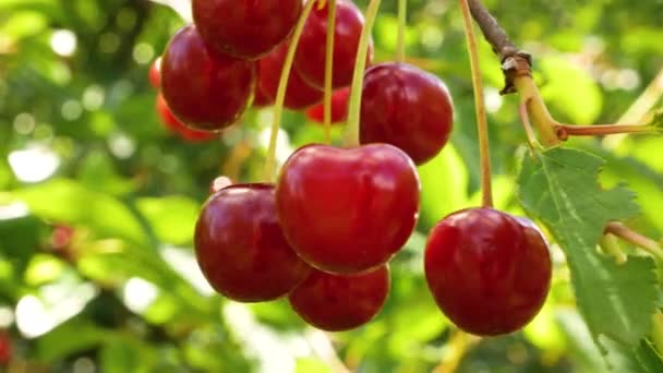 Ripe Red Cherries Tree Green Leaves Background Harvesting Organic Berries — Stock Video