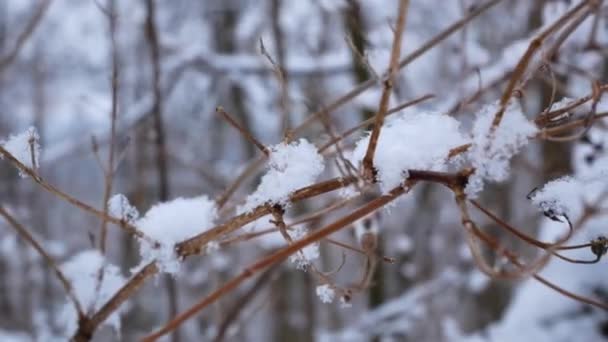 Сніг Лежить Гілці Дерева Взимку Зимовий Парк Панорама — стокове відео