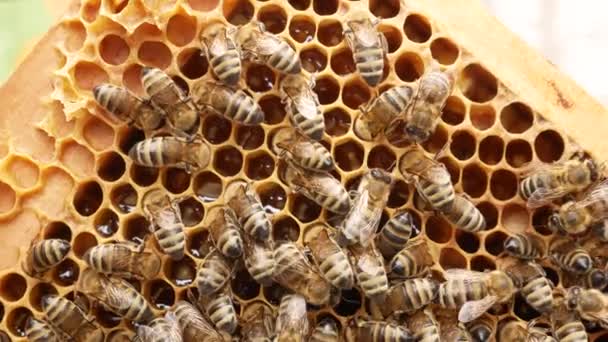 Bijen Korf Kruipen Langs Waskammen Met Honing Natuurlijke Biologische Honing — Stockvideo