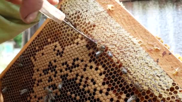 Beekeeper Cuts Honey Frame Knife Apiary Fresh Honey Flows Production — Stockvideo