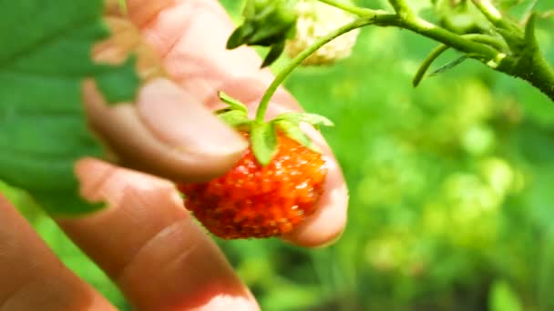 女性の手は庭から熟したイチゴを摘んだ イチゴとベリーの収穫 — ストック動画