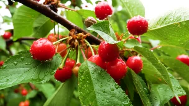 Red Ripe Cherries Dew Drops Branch Garden Rain Growing Organic — Wideo stockowe