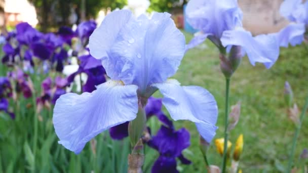 Όμορφη Ανθισμένη Μπλε Ίριδα Στον Κήπο Της Πόλης Την Άνοιξη — Αρχείο Βίντεο
