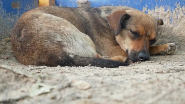 Egy Kóbor Korcs Kutya Alszik Homokban Hajléktalan Állatok Védelme — Stock videók
