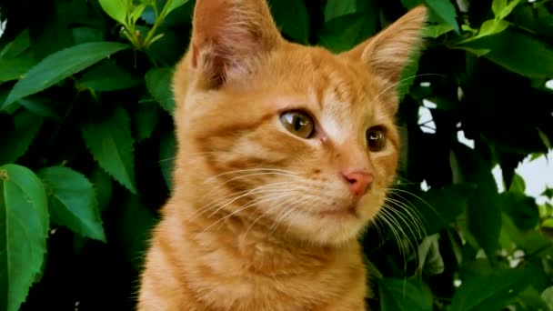 Red Tabby Cat Listens Surrounding Sounds Green Leaves Background Animals — ストック動画
