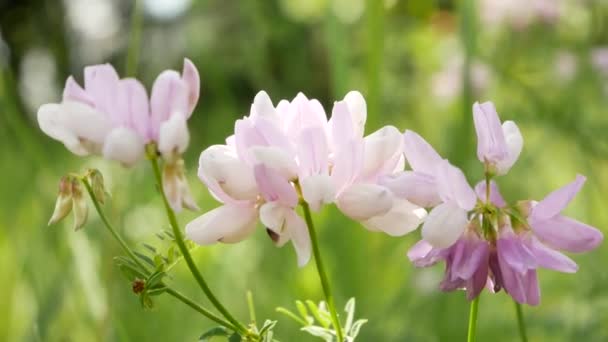 Jolies Fleurs Sauvages Violet Clair Dans Prairie Herbe Verte Arrière — Video