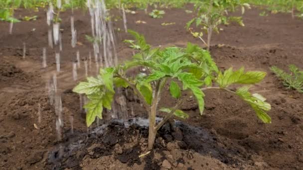 Wasser Ergießt Sich Auf Einen Tomatensetzling Auf Dem Boden Bio — Stockvideo