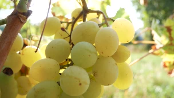 太陽の下で白ブドウの熟した束 ブドウの収穫 ワイン造り — ストック動画