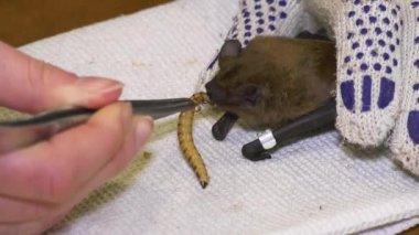 A gloved hand holds a bat on a table and strokes a bat, the other hand with tweezers feeds a bat with a beetle larva. Rescue and wintering of bats