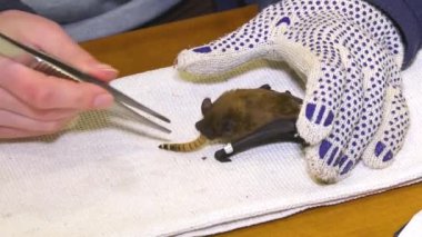 The biologist holds a gloved hand at the rescued ringed bat and feeds it with tweezers to the larva of the beetle. Rescue of bats. Studying Bats