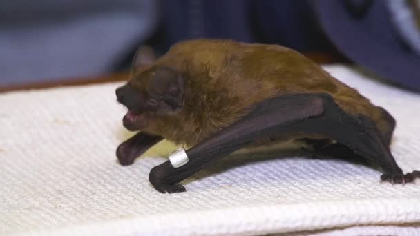 Grande Morcego Anelado Come Uma Larva Besouro Com Pinças Centro — Vídeo de Stock