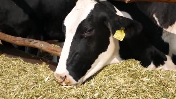 食欲をそそる黒と白の牛は 農場に混合飼料と干し草を食べます 農場で牛を育てる 牛乳の生産 バランスの取れたペットフード 牛の酪農品種 — ストック動画