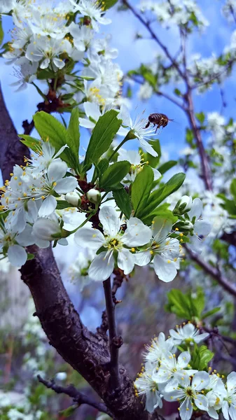 White Flowers Cherry Blossoms Spring Blue Sky Bee Sits Flower — Stock Photo, Image