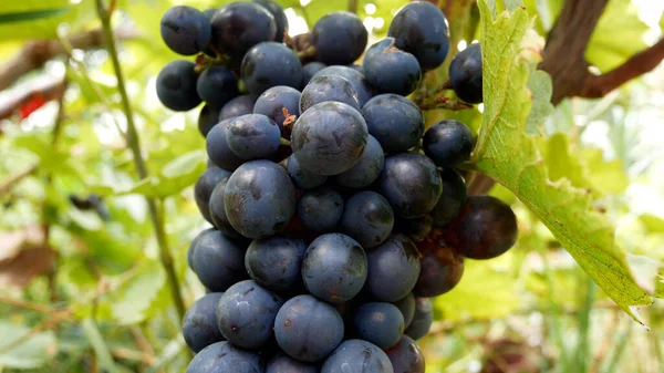 Large Ripe Bunch Blue Grapes Background Green Leaves Vine Growing — стоковое фото