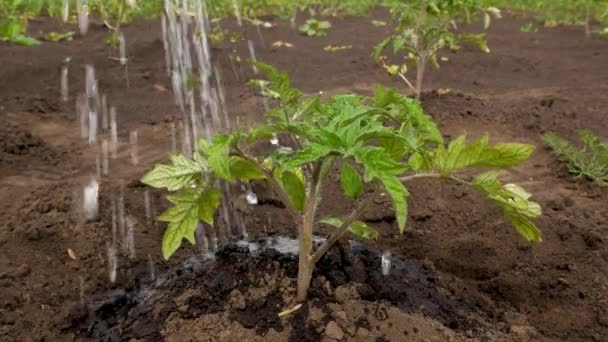 물에서 나오는 토마토 관목에 수있다 야외에서 채소를 재배하는 기후에서 식물에 — 비디오
