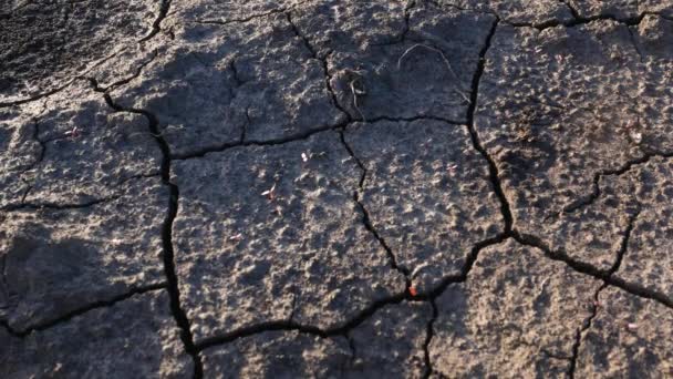 Tierra Fértil Oscura Agrietada Por Sequía Las Grietas Profundas Son — Vídeos de Stock