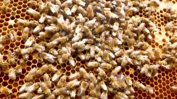 Banyak Lebah Merangkak Lilin Bingkai Emas Sarang Lebah Produksi Madu — Stok Video