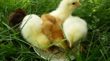Sevimli küçük sarı tavuklar yeşil çimenlerdeki tabaktan yemek gagalıyorlar.