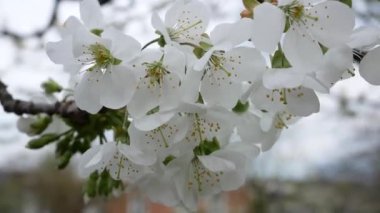 Bir sürü beyaz çiçekli bir kiraz dalı. Baharda bahçede çiçek açan meyve ağaçları