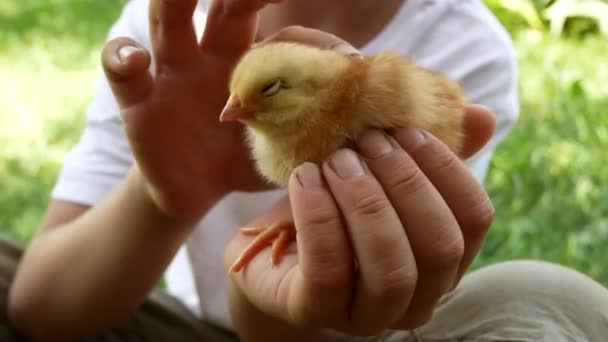 Seorang Anak Berusia Tahun Memegang Dan Membelai Ayam Kecil Komunikasi — Stok Video