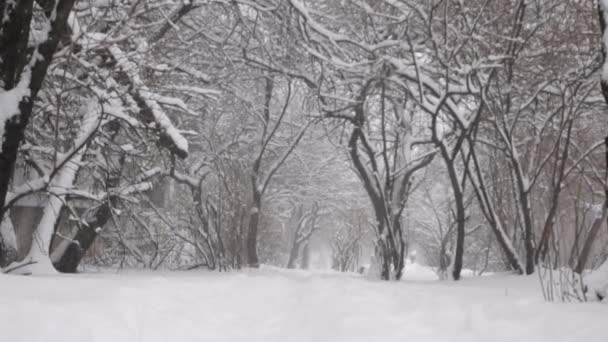 Kışın Parkta Karla Kaplı Ağaçlar Kar Yağıyor — Stok video