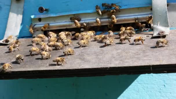 Πολλές Μέλισσες Σέρνονται Στο Δίσκο Κυψέλη Στο Μελισσοκομείο Buzz Και — Αρχείο Βίντεο