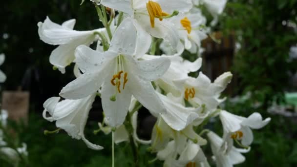 Μεγάλα Άνθη Λευκών Κρίνων Στον Κήπο — Αρχείο Βίντεο