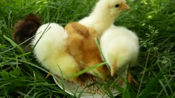Söta Små Gula Kycklingar Plockar Mat Från Tallrik Grönt Gräs — Stockvideo