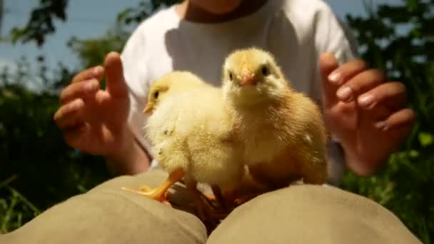 Små Söta Gula Kycklingar Sitter Pojkens Knä Pojken Smeker Kycklingen — Stockvideo