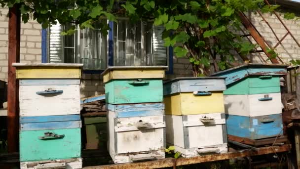 Multi Colored Multi Tiered Bee Hives Garden Apiary Panorama — Stock Video
