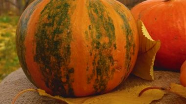 Sonbahar parkının arka planına karşı birkaç büyük turuncu balkabağı. Panorama. Sonbahar manzarası. Mutlu cadılar bayramı