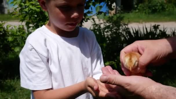 Летний Мальчик Получает Руки Маленькую Желтую Курицу Знакомство Общение Ребенка — стоковое видео