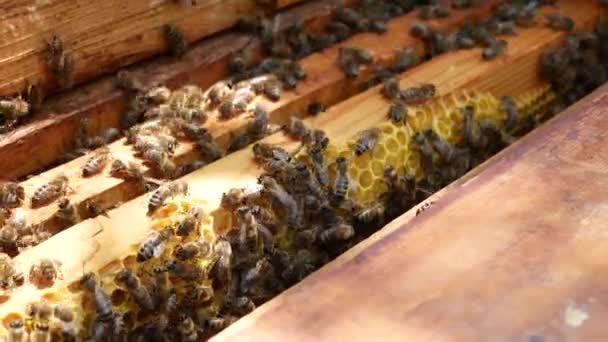 Μέλισσες Μια Κυψέλη Σέρνονται Ξύλινα Πλαίσια Μέλι Κηρήθρες Είναι Ορατές — Αρχείο Βίντεο
