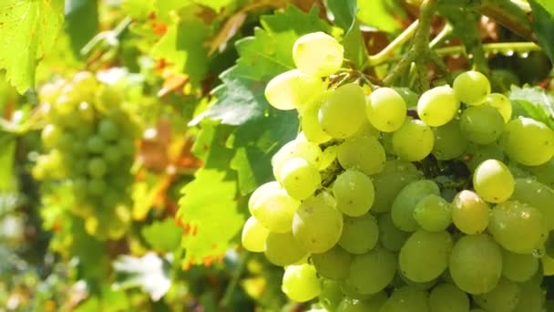 Duże Soczyste Dojrzałe Grona Białych Winogron Wiszą Winnicy Grona Winogron — Wideo stockowe