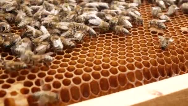 Mnoho Včel Plazí Zlatých Plástech Produkují Včelí Med Včely Produkce — Stock video