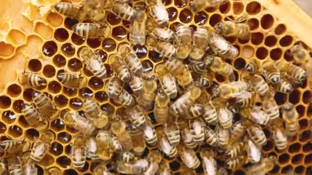 Bikoloni Kryper Ram Med Honungskammar Honungskakorna Glittrar Gyllene Färsk Honung — Stockvideo
