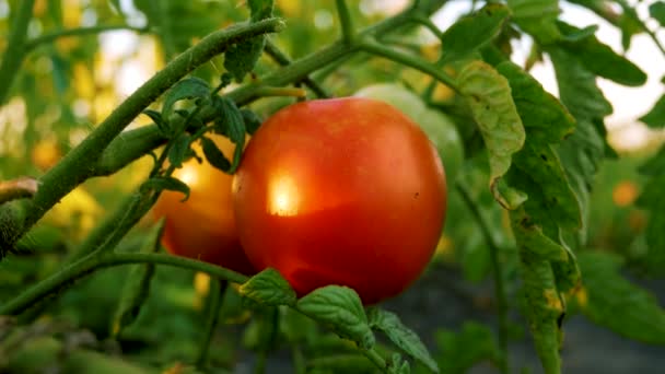 Röda Mogna Tomater Hänger Gren Sängen Solen Leker Tomaten Odla — Stockvideo