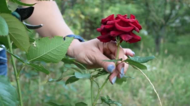 Kvinnlig Hand Undersöker Och Skär Blommande Mörkröd Ros Trädgården — Stockvideo