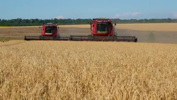 Два Комбайна Проезжают Через Поле Желтой Спелой Пшеницы Собирают Урожай — стоковое видео