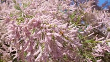 İlkbaharda mavi gökyüzünde çiçek açarken pembe tamarisk Tamarix çiçekleri. Çiçeklerdeki arı
