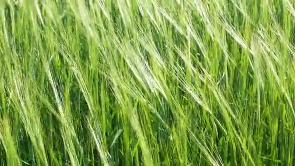 Зелена Пшениця Полі Вітер Трясе Вуха Вирощування Зернових — стокове відео