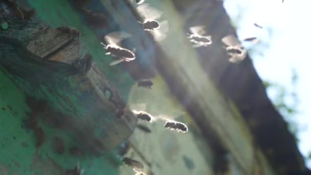 은하늘을 배경으로 양봉원에 벌통으로 날아간다 — 비디오