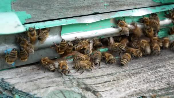 Sok Méh Mászik Kaptártálcán Méhészetben Zümmögnek Csapkodják Szárnyaikat — Stock videók