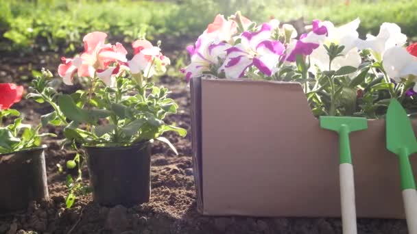 Petunya Bir Kutuda Çömlekler Baharda Bahçede Yakınlarda Bahçe Aletleri Toprağa — Stok video