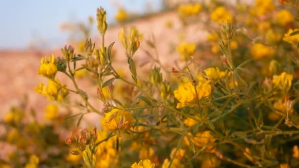砂の背景に風に黄色の草原の花が揺れる 背景には 海の青い水 旅行のコンセプト — ストック動画