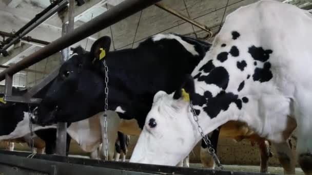 Αγελάδες Στη Φάρμα Τρώνε Τροφή Στη Μάντρα Παραγωγή Γάλακτος Και — Αρχείο Βίντεο