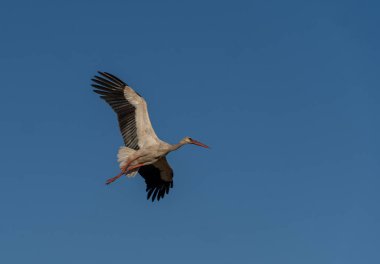 Gökyüzünde mavi gökyüzüne karşı uçan büyük bir leylek